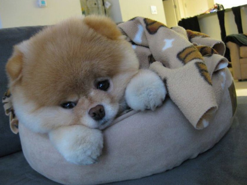 Приучение к одиночеству щенка Приучение к одиночеству щенка