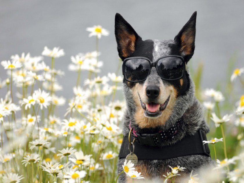 Ошейник с успокоительными травами Ошейник с успокоительными травами