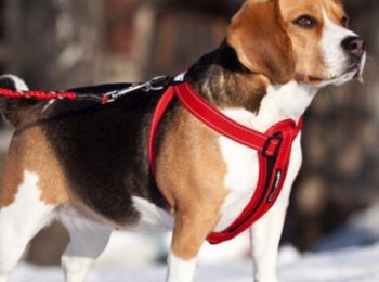 Для чего нужна и как правильно выбрать шлейку для собак