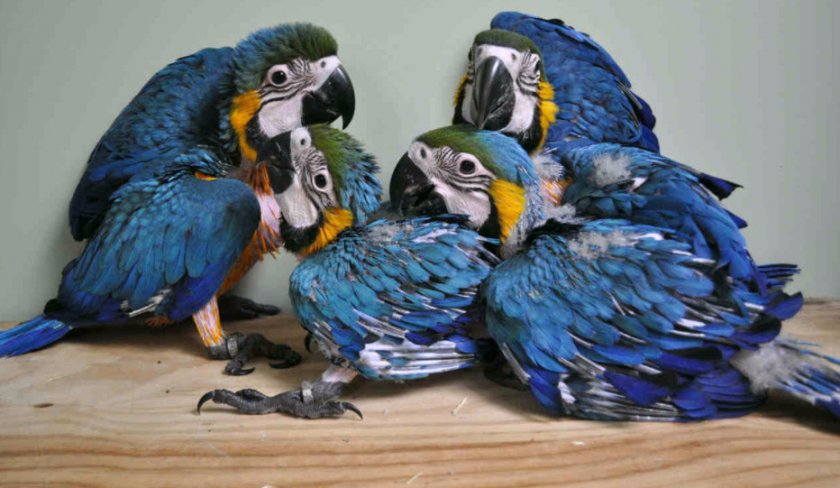 Птенцы ара Птенцы ара