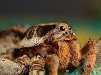 Правила содержания паука в домашних условиях