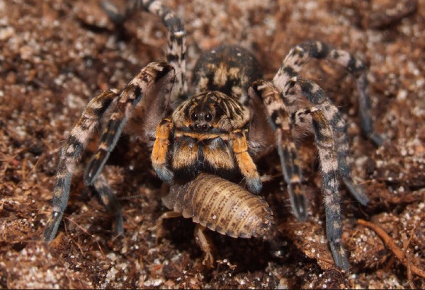 Пауки-волки Пауки-волки
