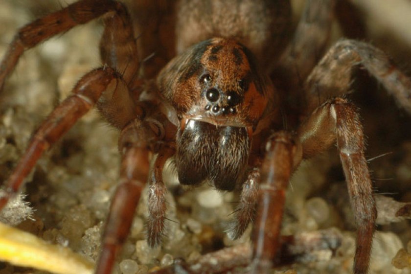 Пауки-волки Пауки-волки