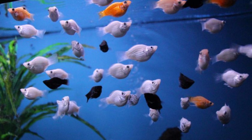 Моллинезии Балон Моллинезии Балон