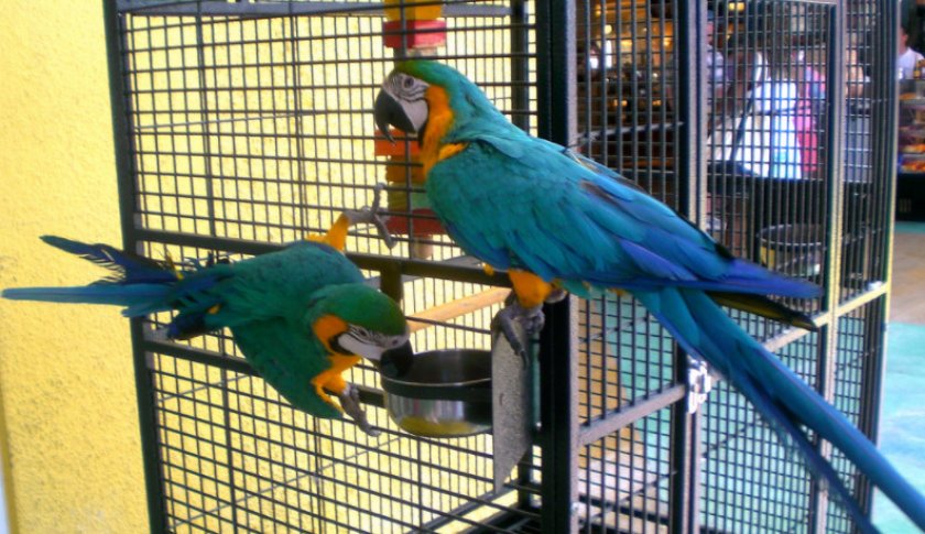 Клетка Клетка