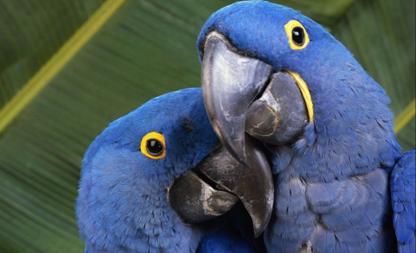 Попугаи ара Попугаи ара
