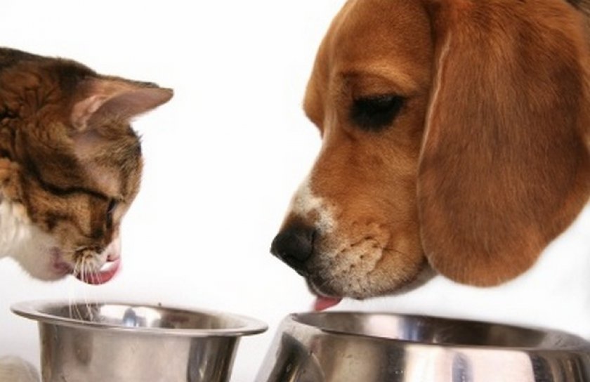 Совместный обед