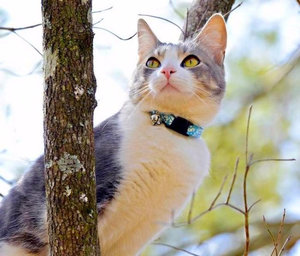 ошейник от блох и клещей