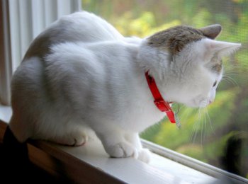 Как действует ошейник от блох и клещей для кошек