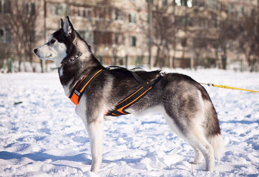 Для ездовых пород