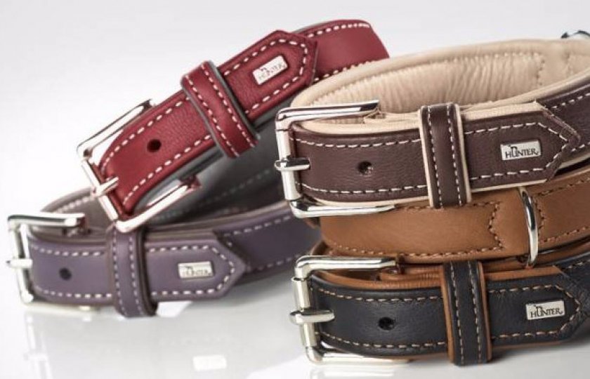 Шлейка или ошейник