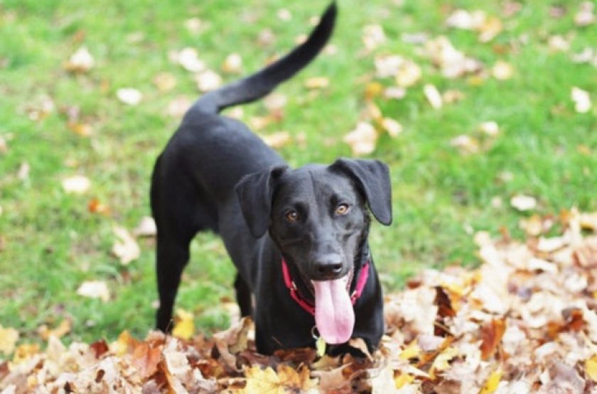 Шлейка или ошейник