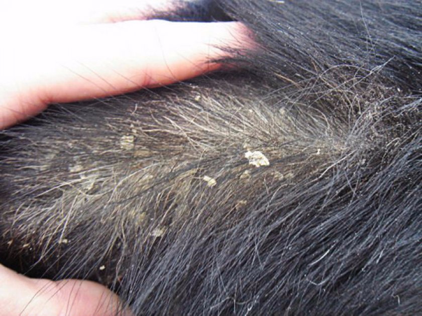Перхоть у собак