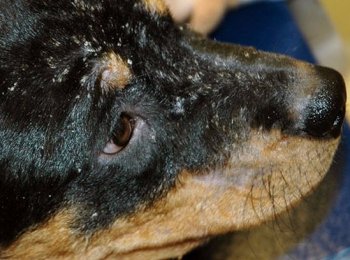 Перхоть у собаки: причины и лечение, профилактика