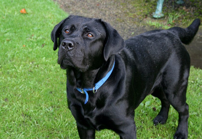 Перхоть у собак