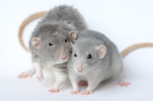 Крысы Фото Домашних Условиях