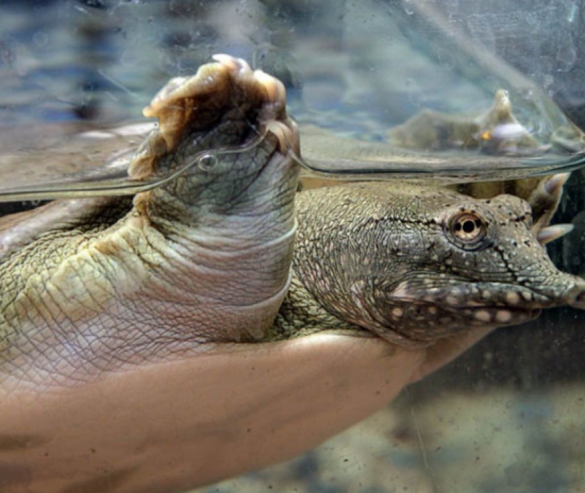 акватеррариуме