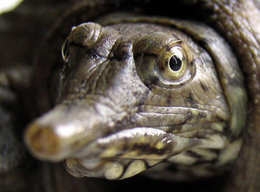 акватеррариуме акватеррариуме