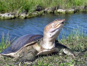 акватеррариуме