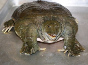 Черепаха трионикс: содержание и образ жизни