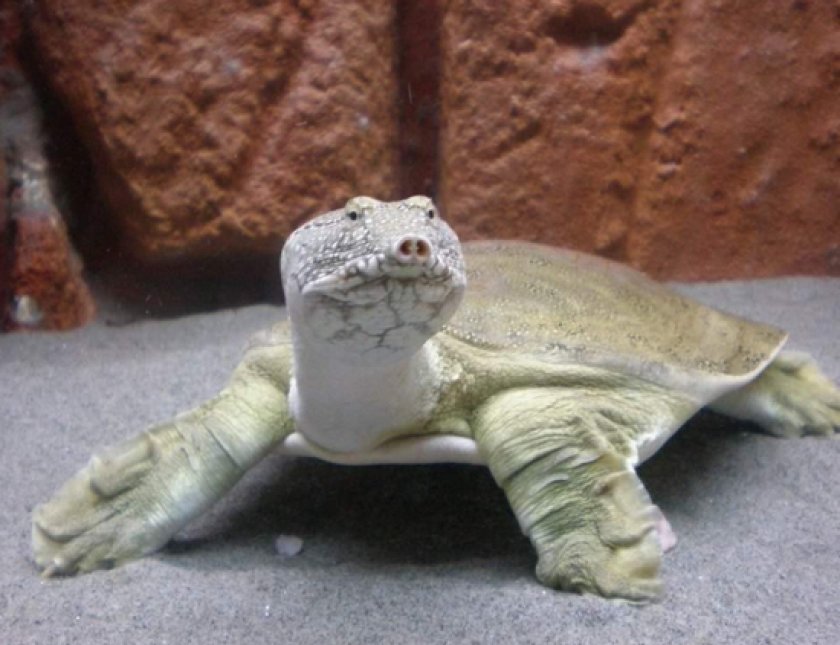 Черепаха трионикс Черепаха трионикс