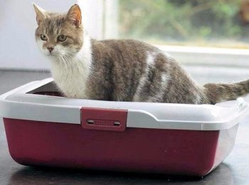 Выбираем лучший кошачий наполнитель для туалета