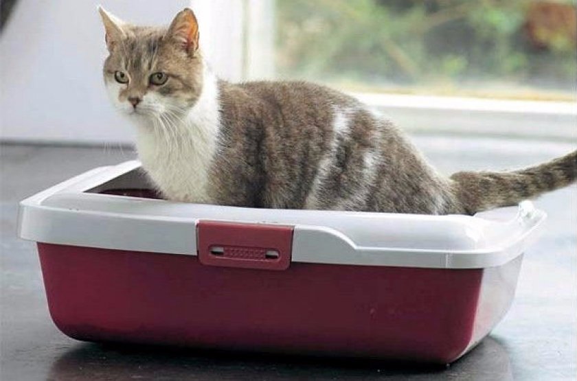 кошачий наполнитель для туалета