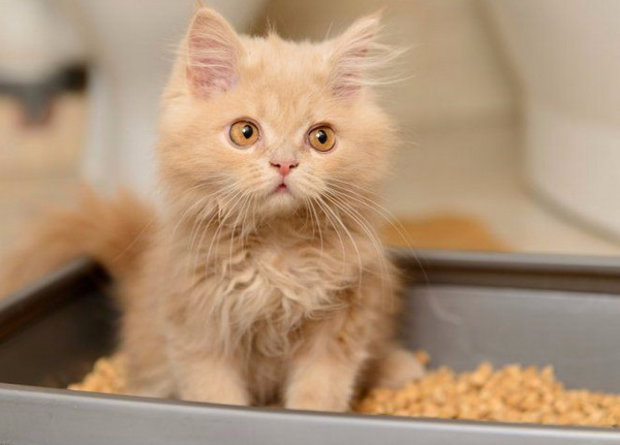 кошачий наполнитель для туалета кошачий наполнитель для туалета