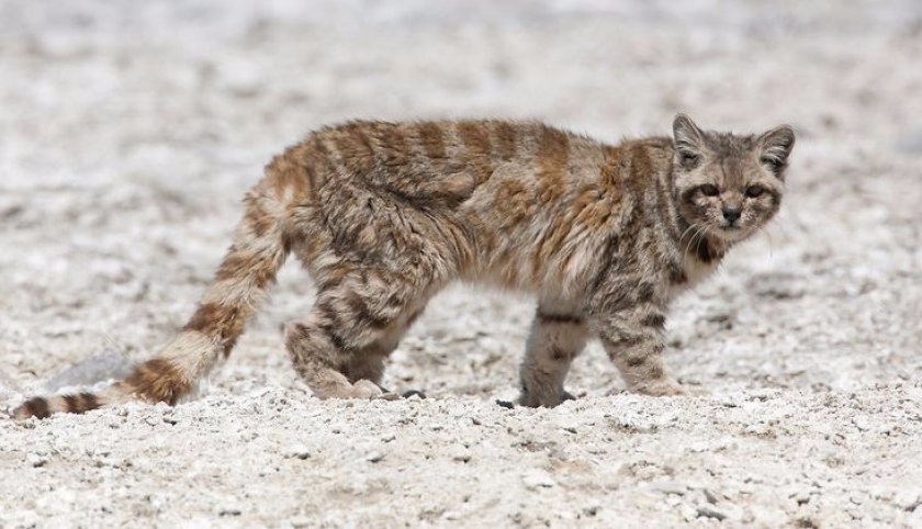 Андская кошка