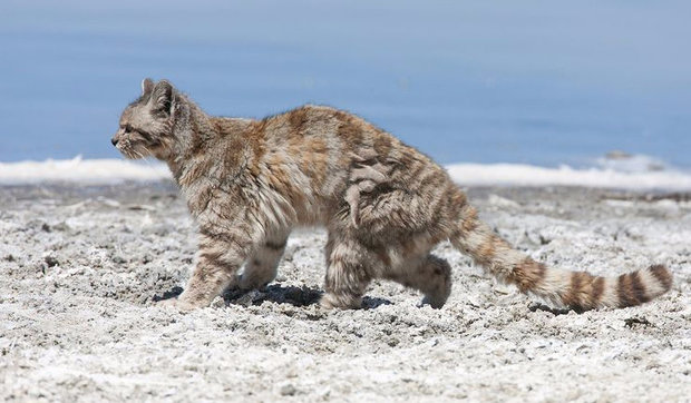 Андская кошка Андская кошка
