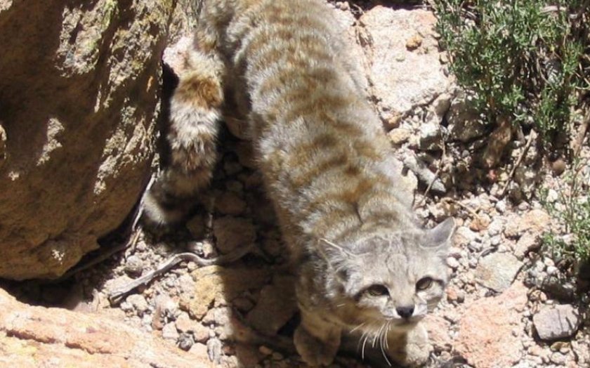 Андский кот Андский кот