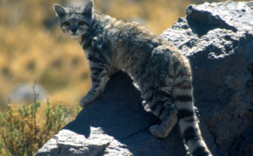 Андская кошка