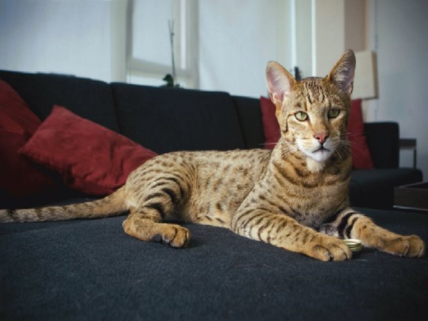 Кошка саванна Кошка саванна