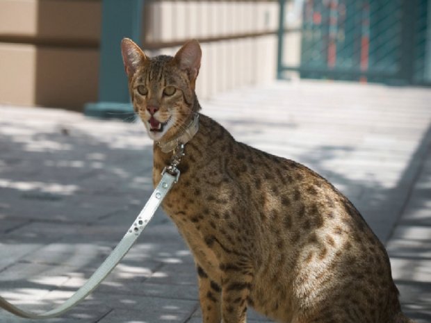 Кошка саванна Кошка саванна
