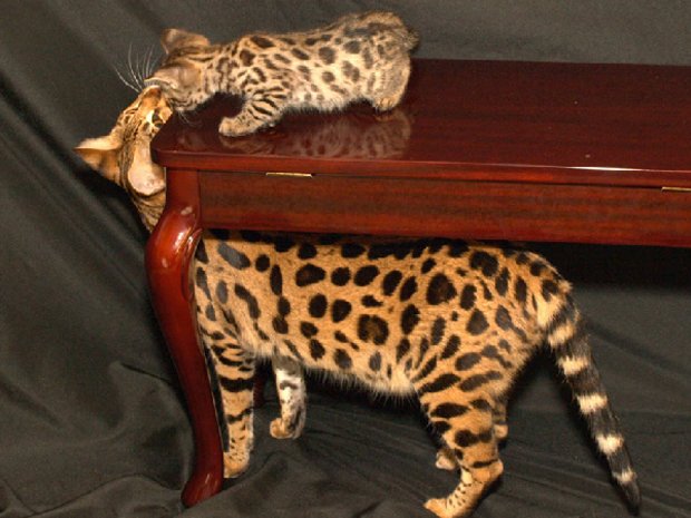 Кошка саванна Кошка саванна