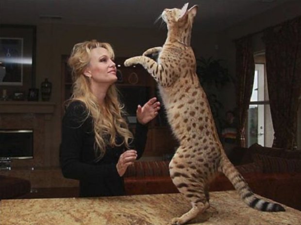 Кошка саванна Кошка саванна