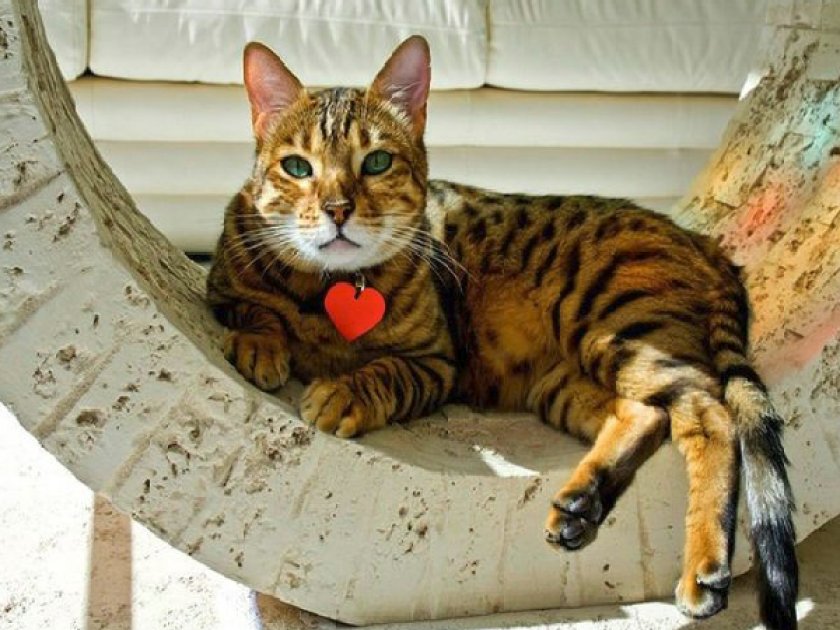 Кошка саванна Кошка саванна