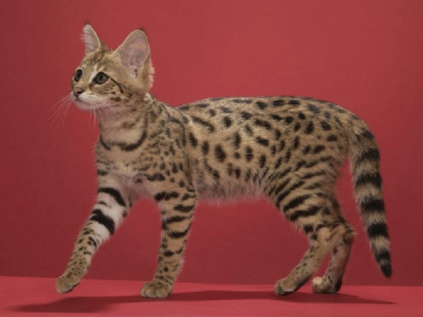 Котенок саванна Котенок саванна