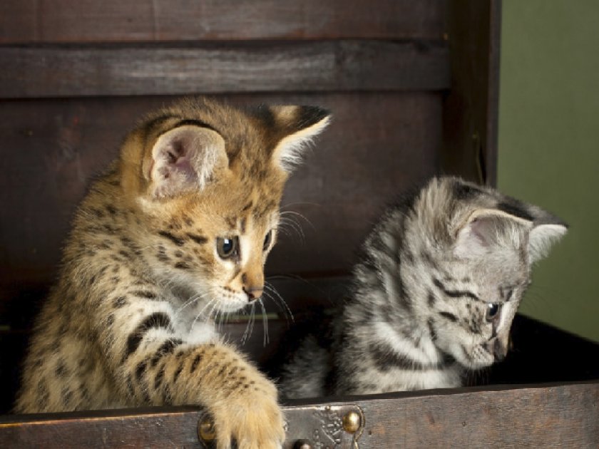 Котята саванна Котята саванна