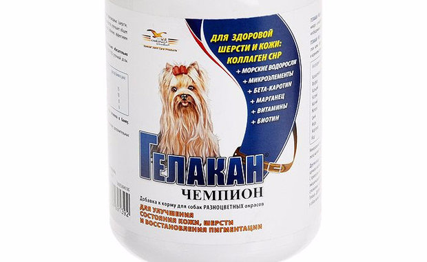 Гелакан Чемпион Гелакан Чемпион