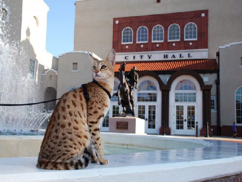 Кошка саванна Кошка саванна