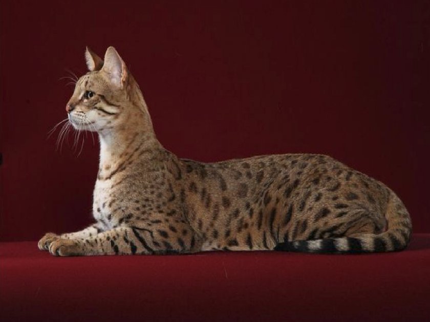 Кошка саванна Кошка саванна