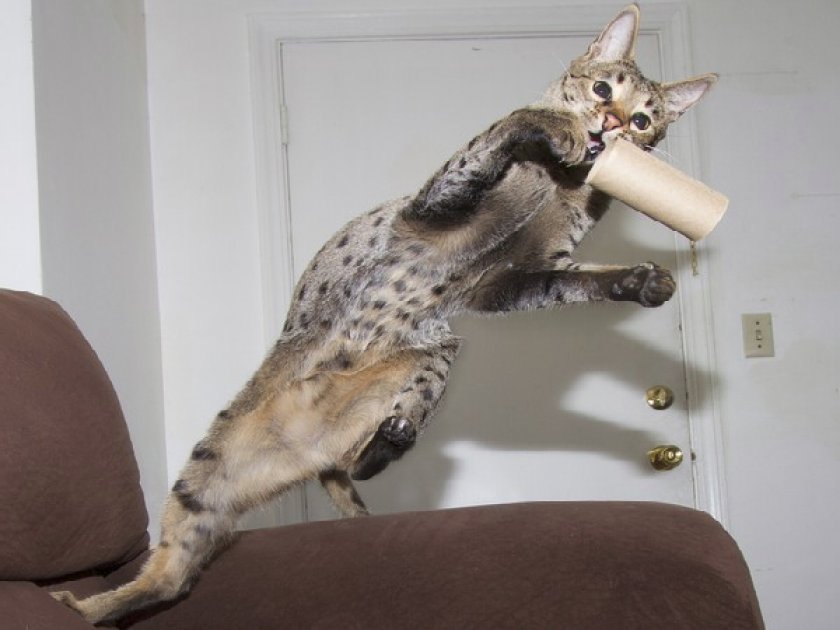 Кошка саванна