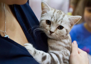 Почечная недостаточность у кошек