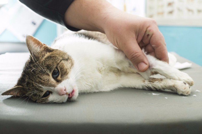 Почечная недостаточность у кошек