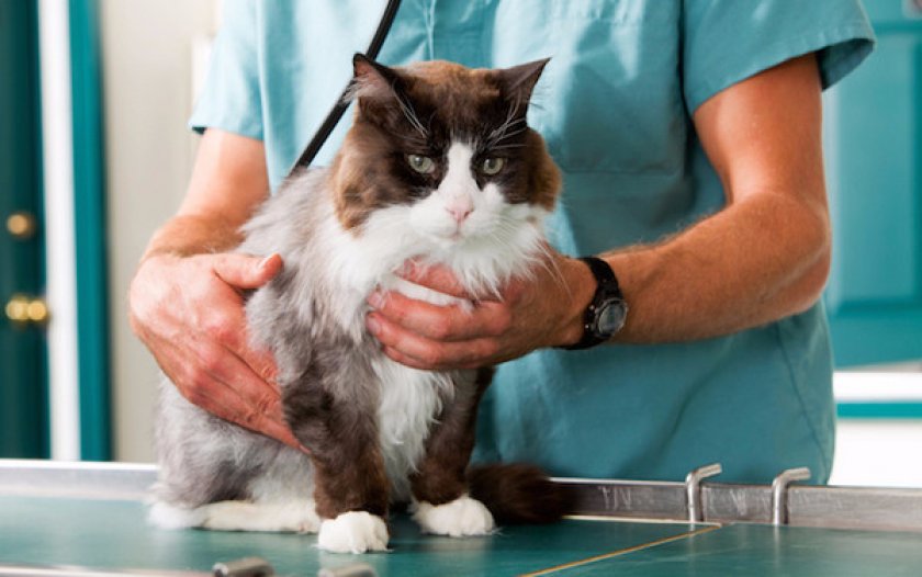 Почечная недостаточность у кошек