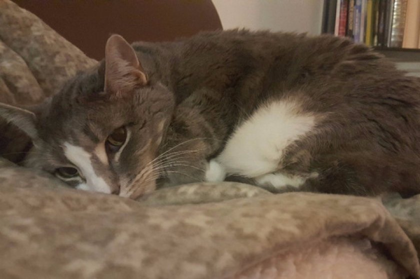 Почечная недостаточность у кошек