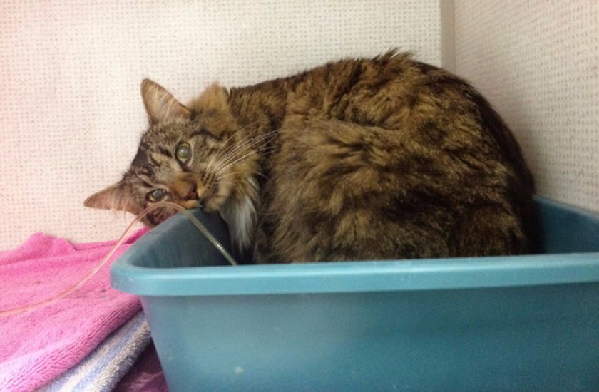 Почечная недостаточность у кошек