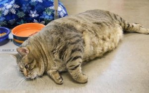 Сахарный диабет у кошек Сахарный диабет у кошек