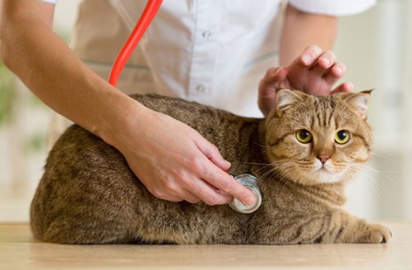 Сахарный диабет у кошек Сахарный диабет у кошек